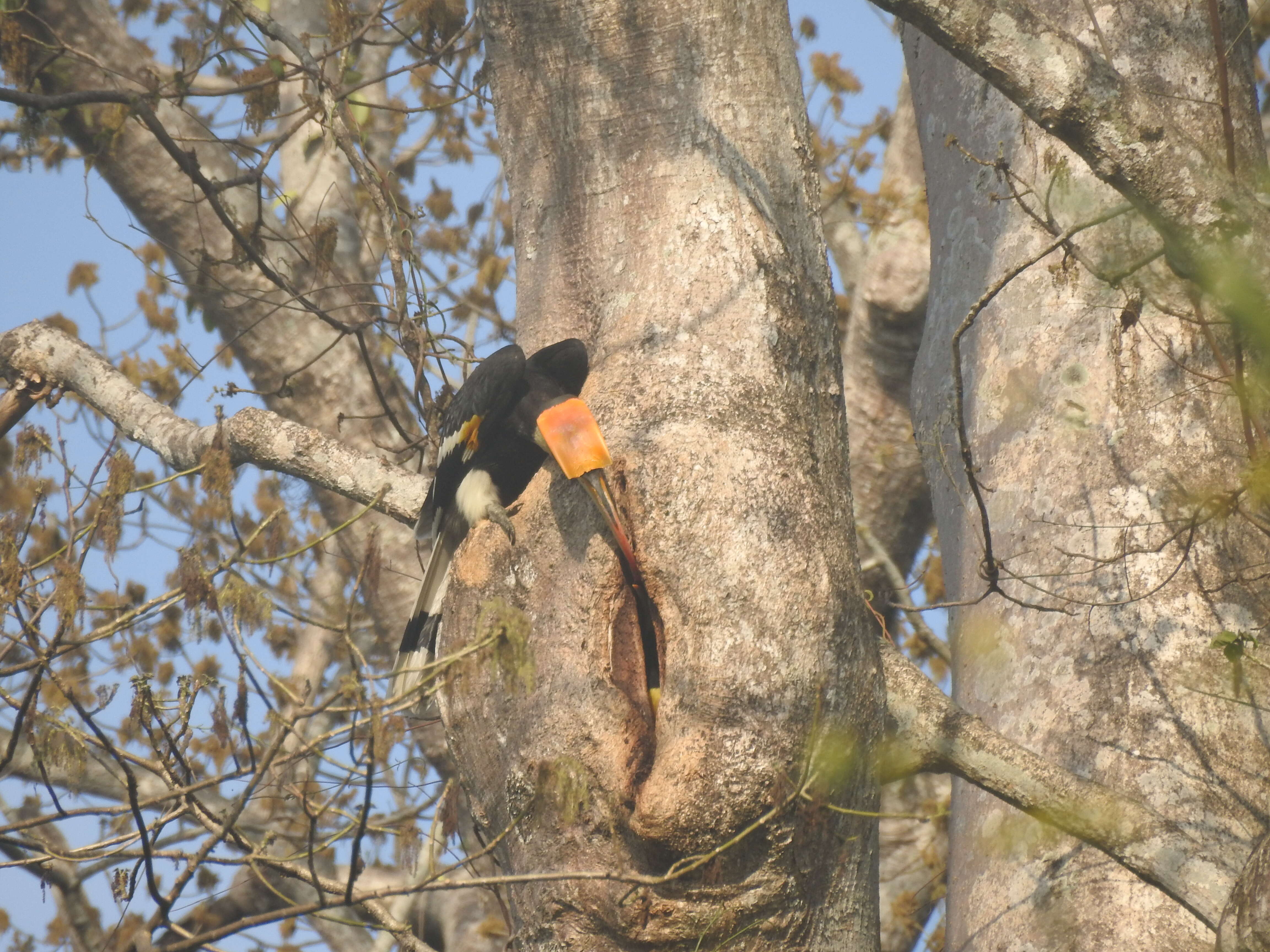 Image of Great Indian Hornbill