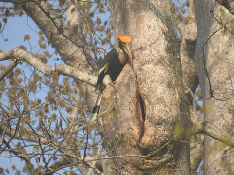 Image of Great Indian Hornbill