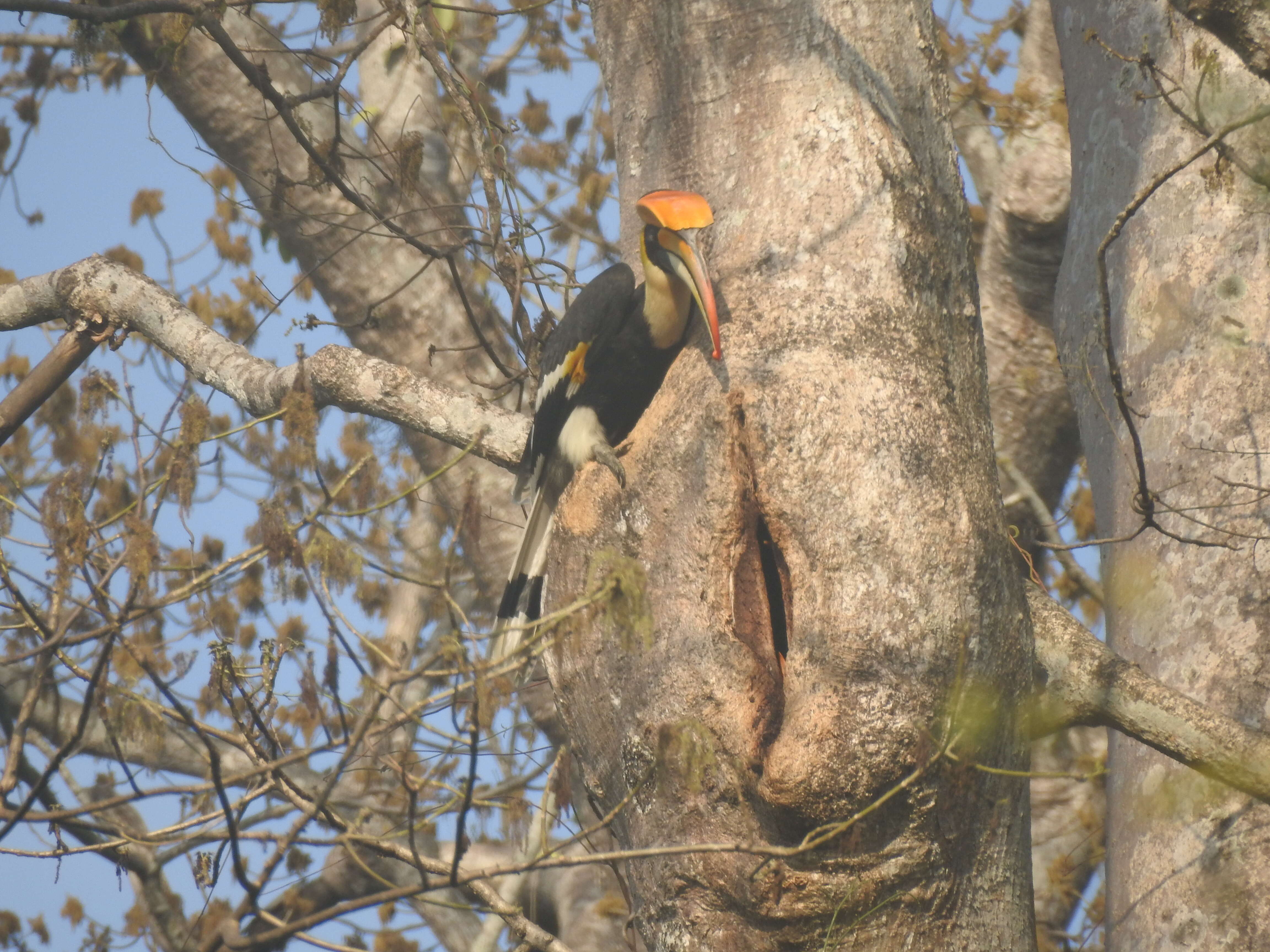 Image of Great Indian Hornbill