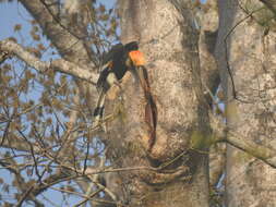 Image of Great Indian Hornbill