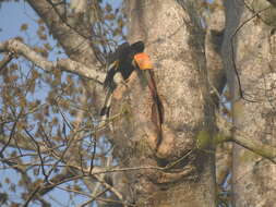 Image of Great Indian Hornbill