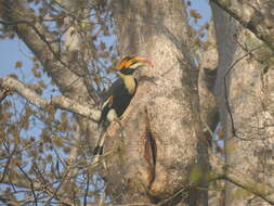 Image of Great Indian Hornbill