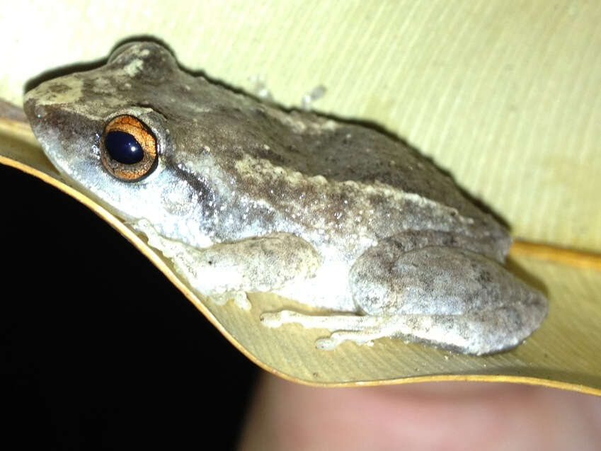 Image of Antilles Robber Frog