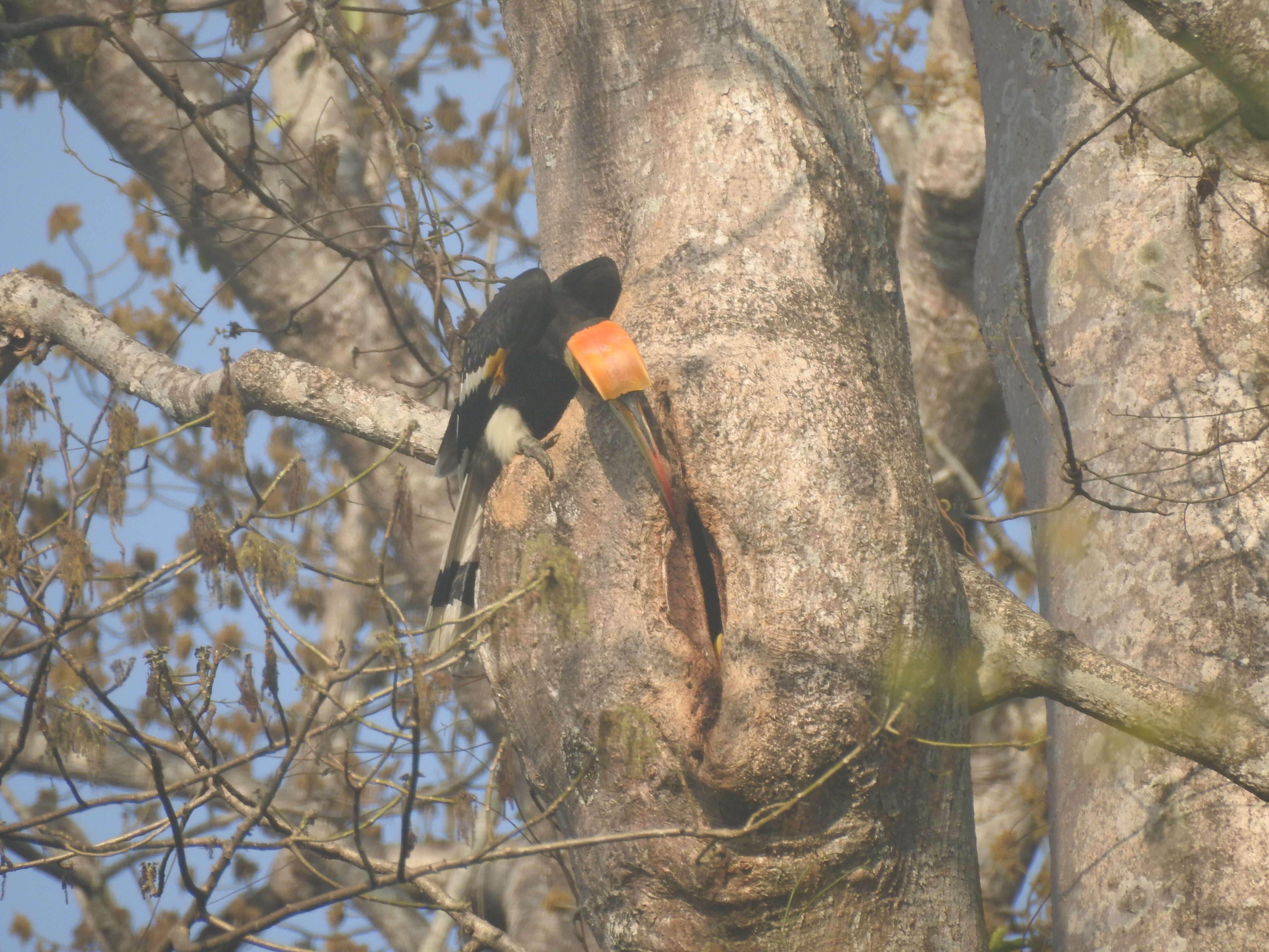 Image of Great Indian Hornbill