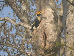 Image of Great Indian Hornbill