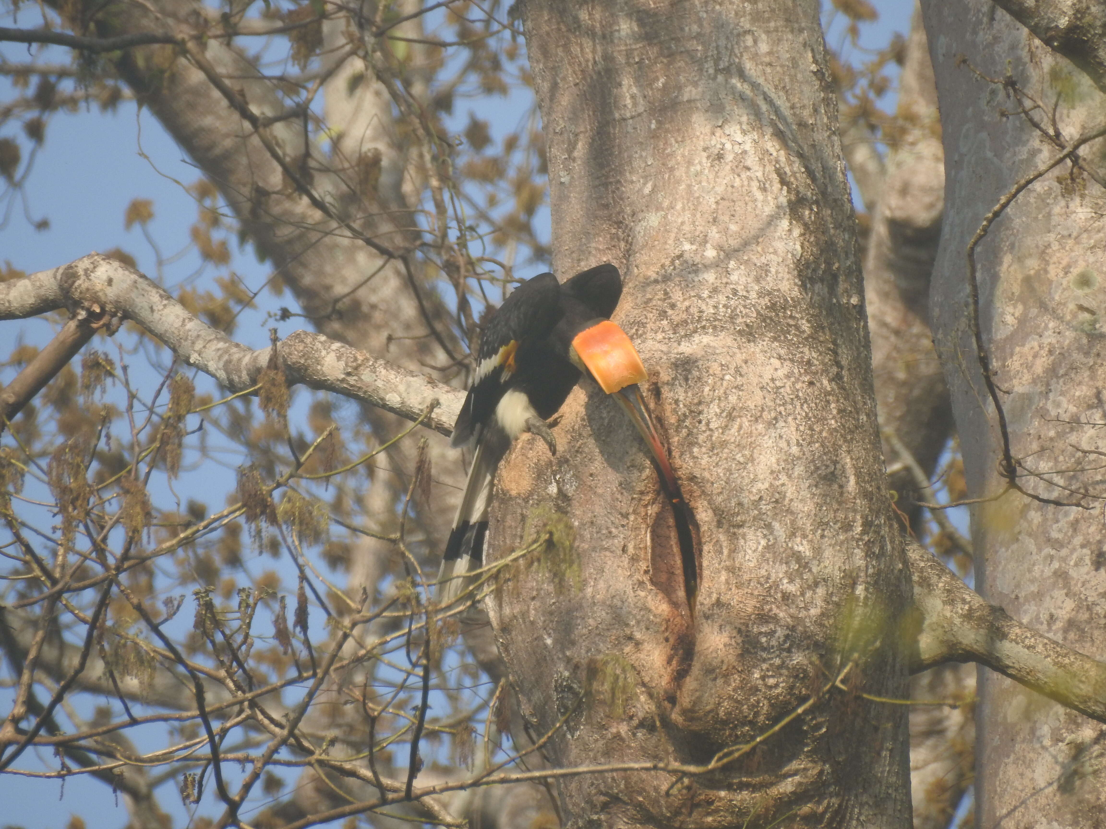 Image of Great Indian Hornbill