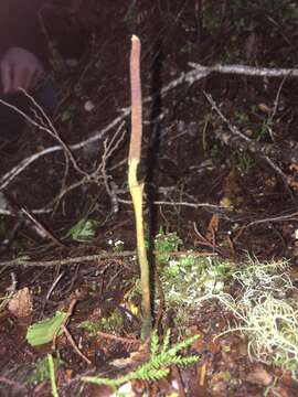 Image of Ophiocordyceps robertsii (Hook.) G. H. Sung, J. M. Sung, Hywel-Jones & Spatafora 2007