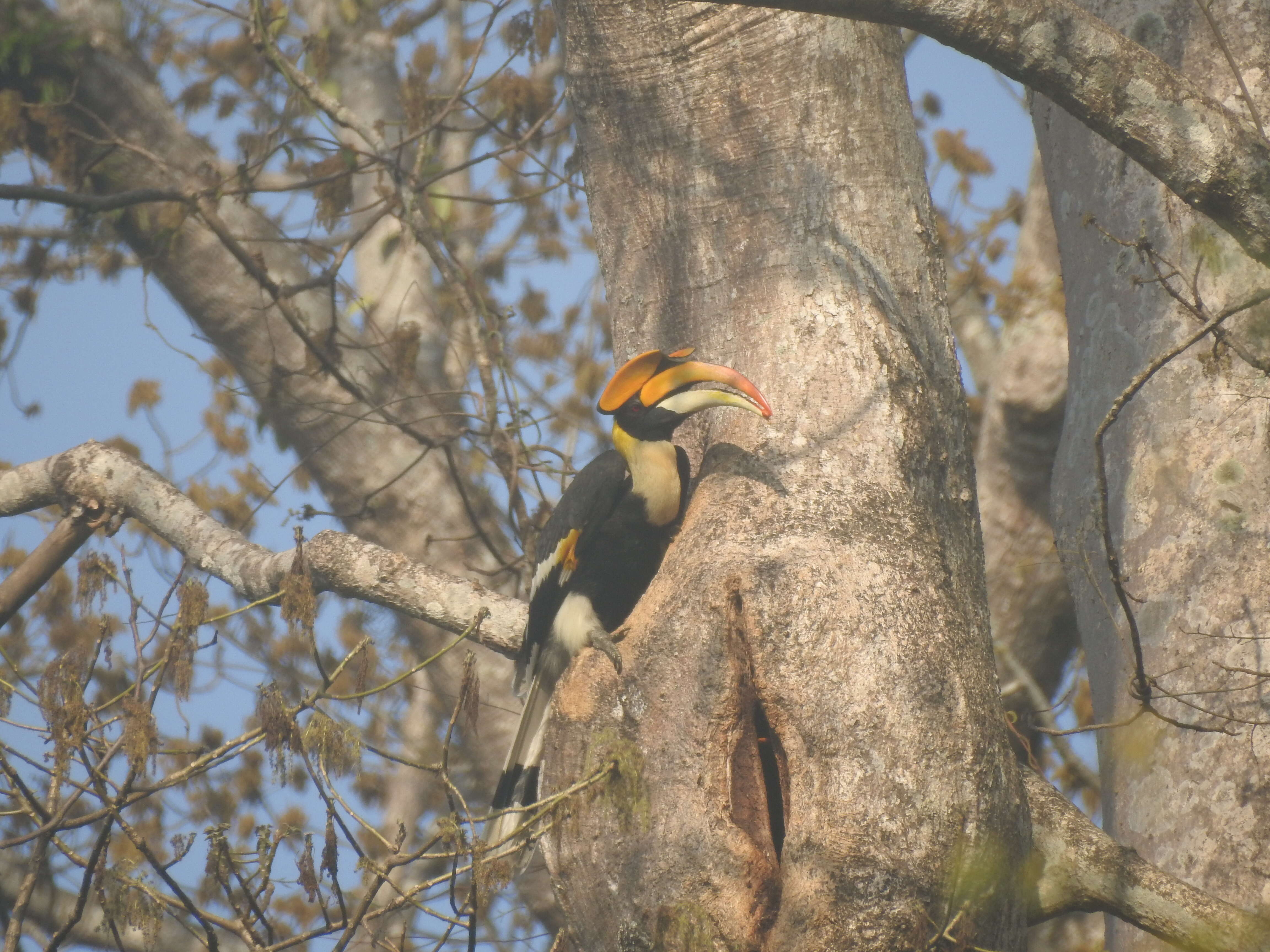 Image of Great Indian Hornbill