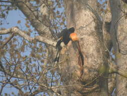 Image of Great Indian Hornbill