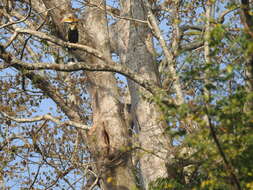 Image of Great Indian Hornbill