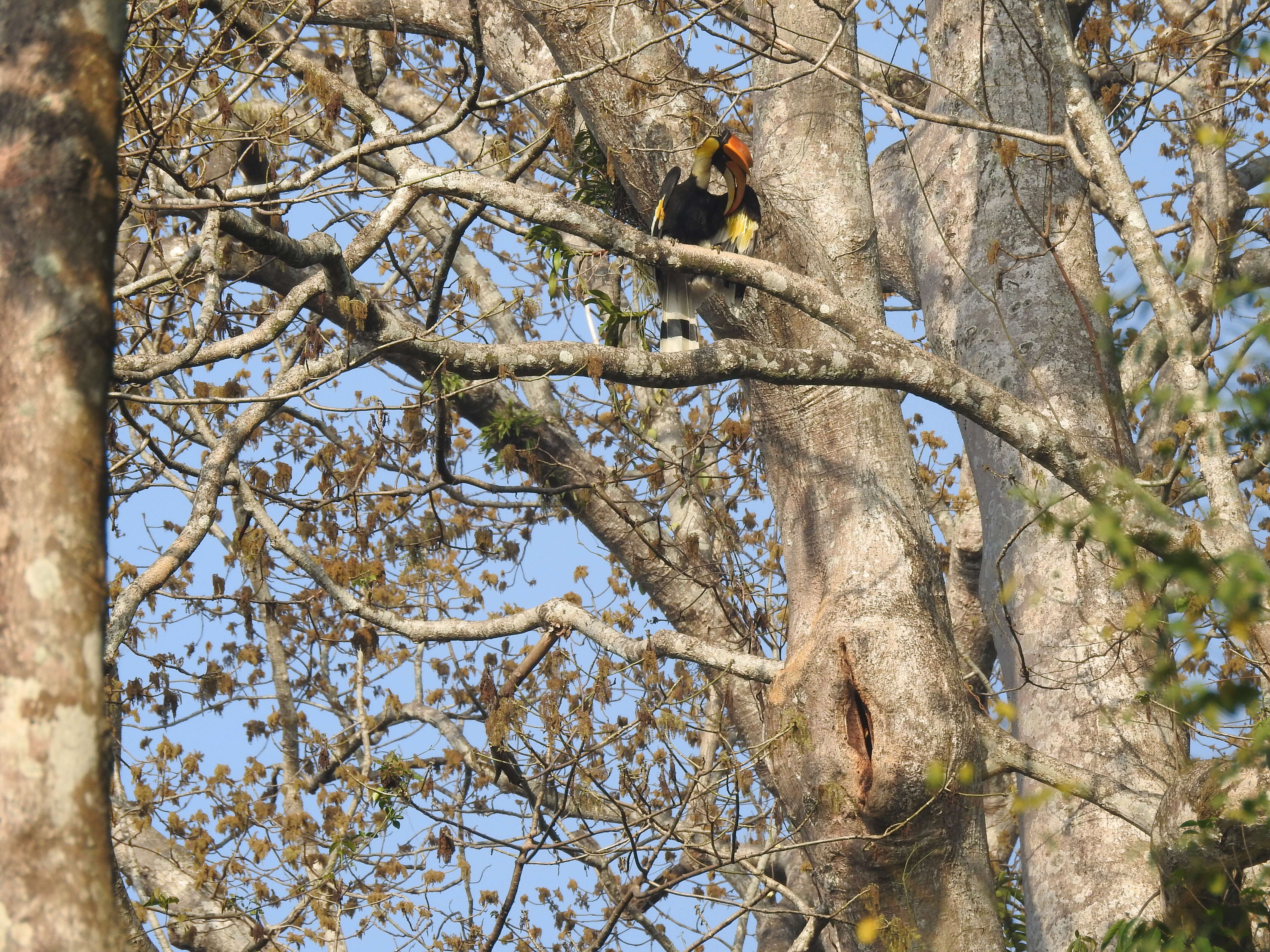 Image of Great Indian Hornbill