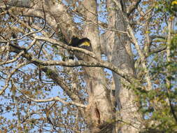 Image of Great Indian Hornbill