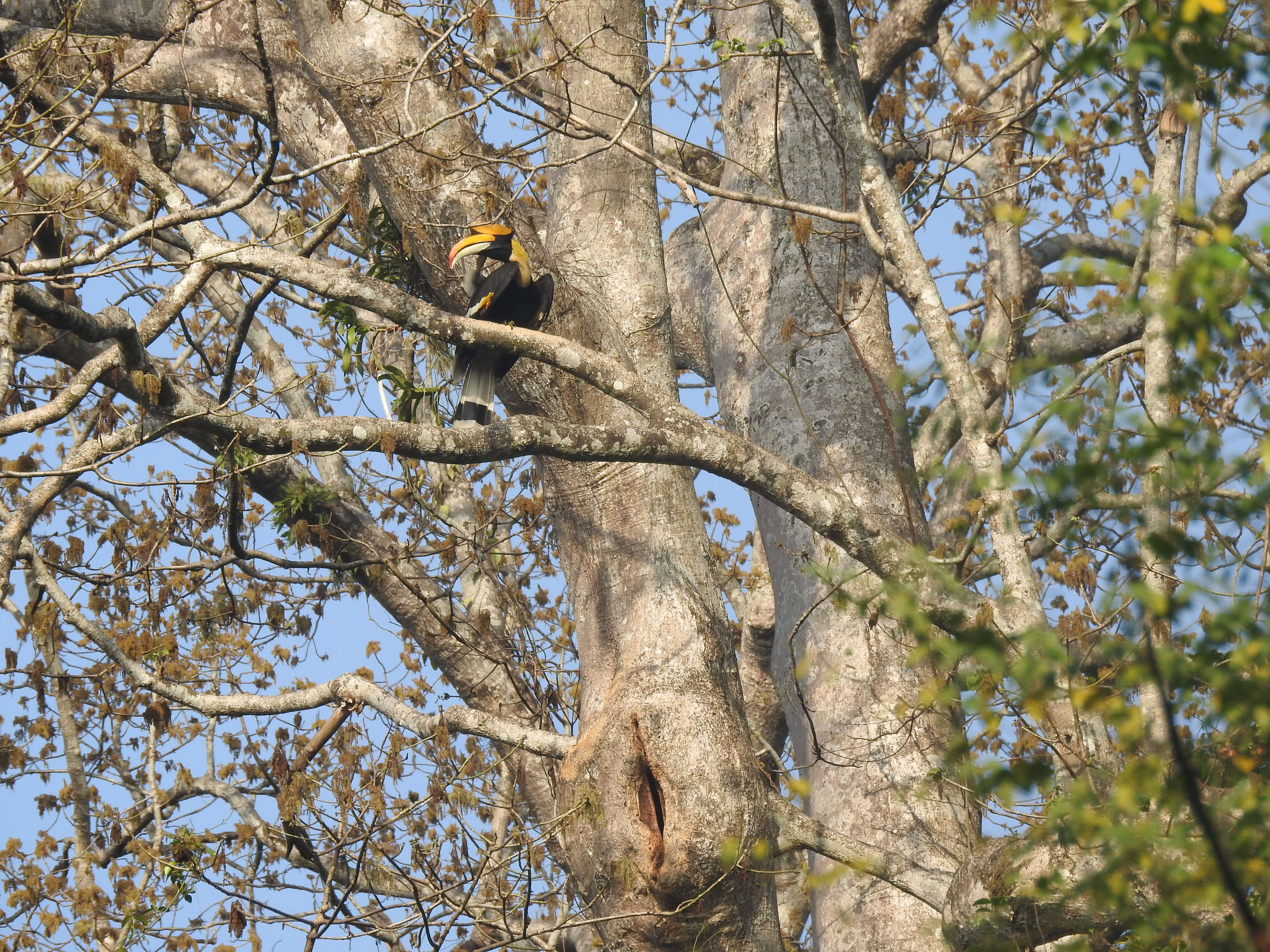 Image of Great Indian Hornbill