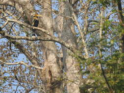 Image of Great Indian Hornbill