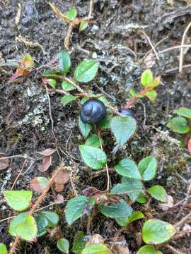 Imagem de Gaultheria nummularioides D. Don