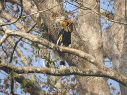 Image of Great Indian Hornbill