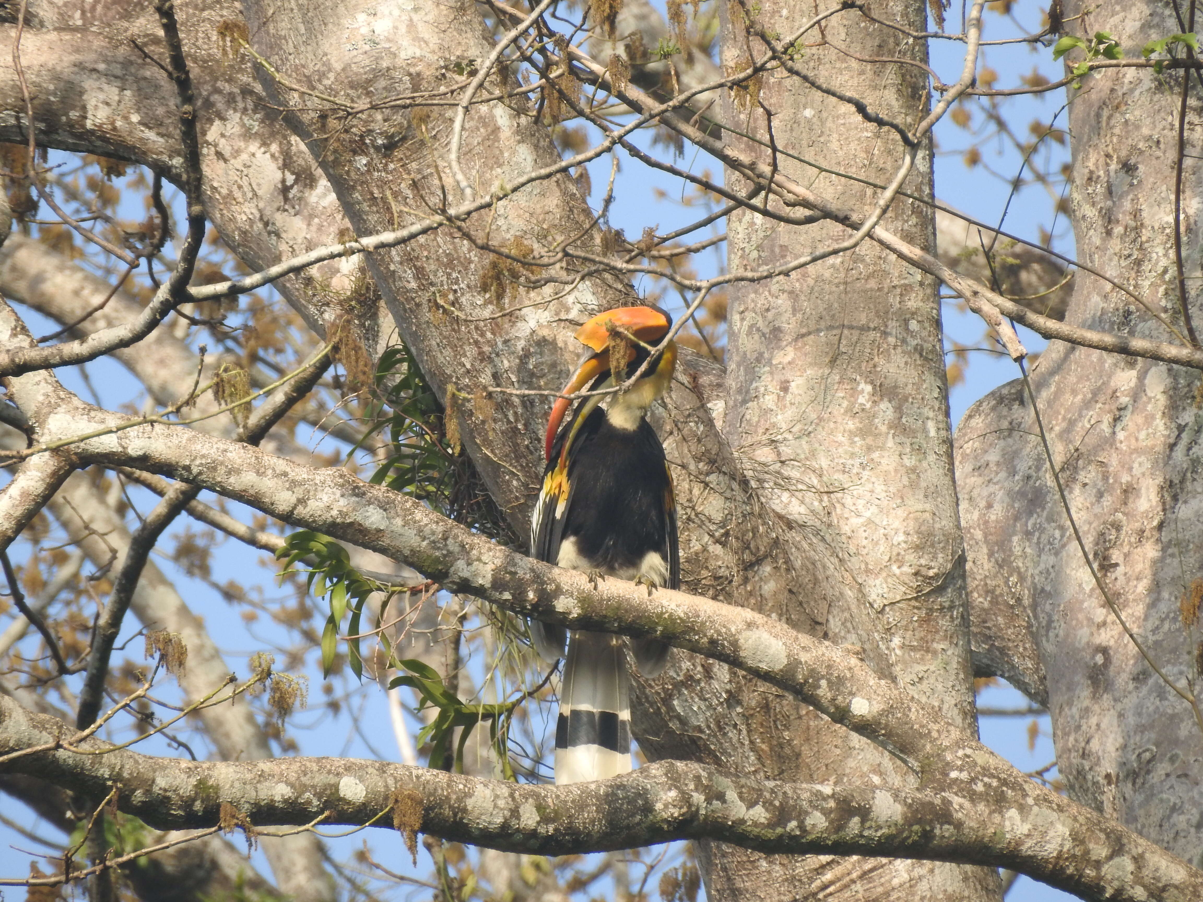 Image of Great Indian Hornbill