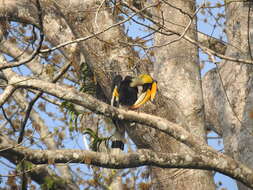 Image of Great Indian Hornbill