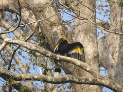 Image of Great Indian Hornbill