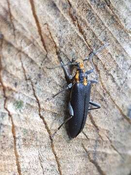 Image of Enoploderes