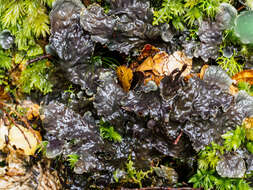 Image of Peltigera dolichorhiza (Nyl.) Nyl.