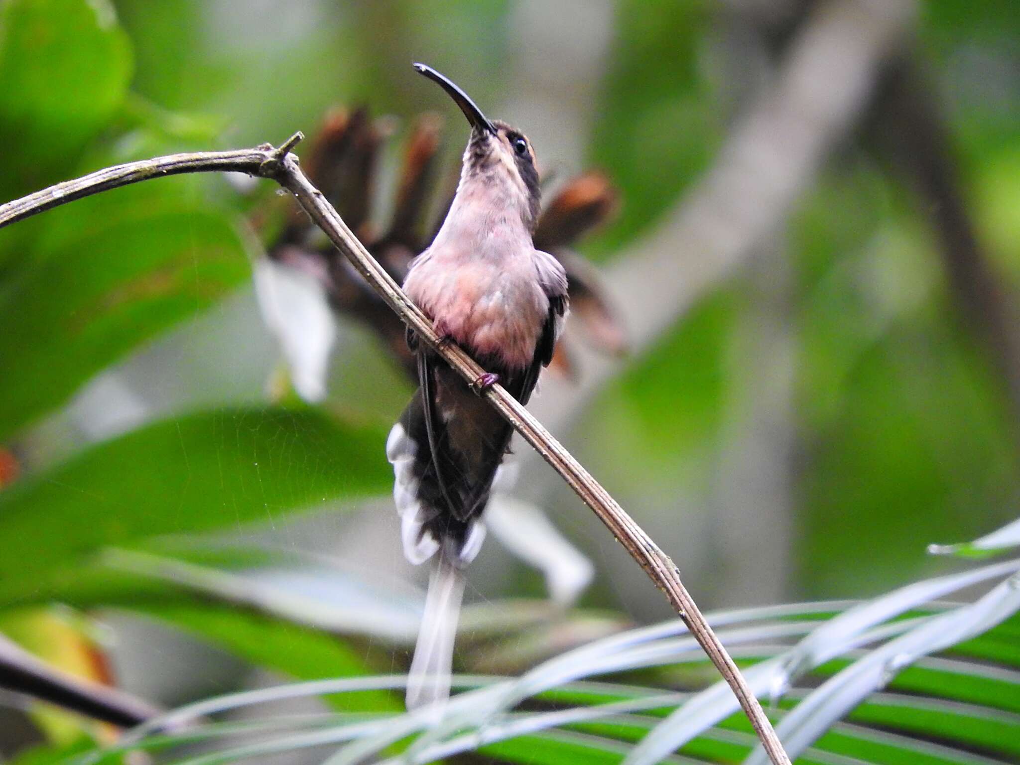 Image of Scale-throated Hermit