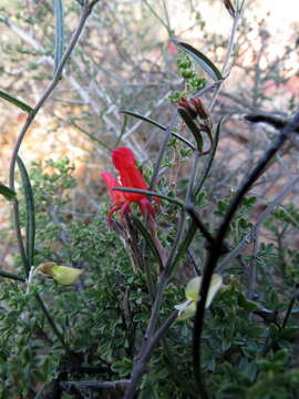 Image of Microloma namaquense Bolus