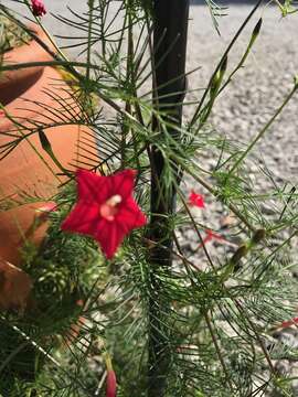 Image of Cypress Vine