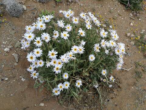 Image of Arctotis leiocarpa Harv.