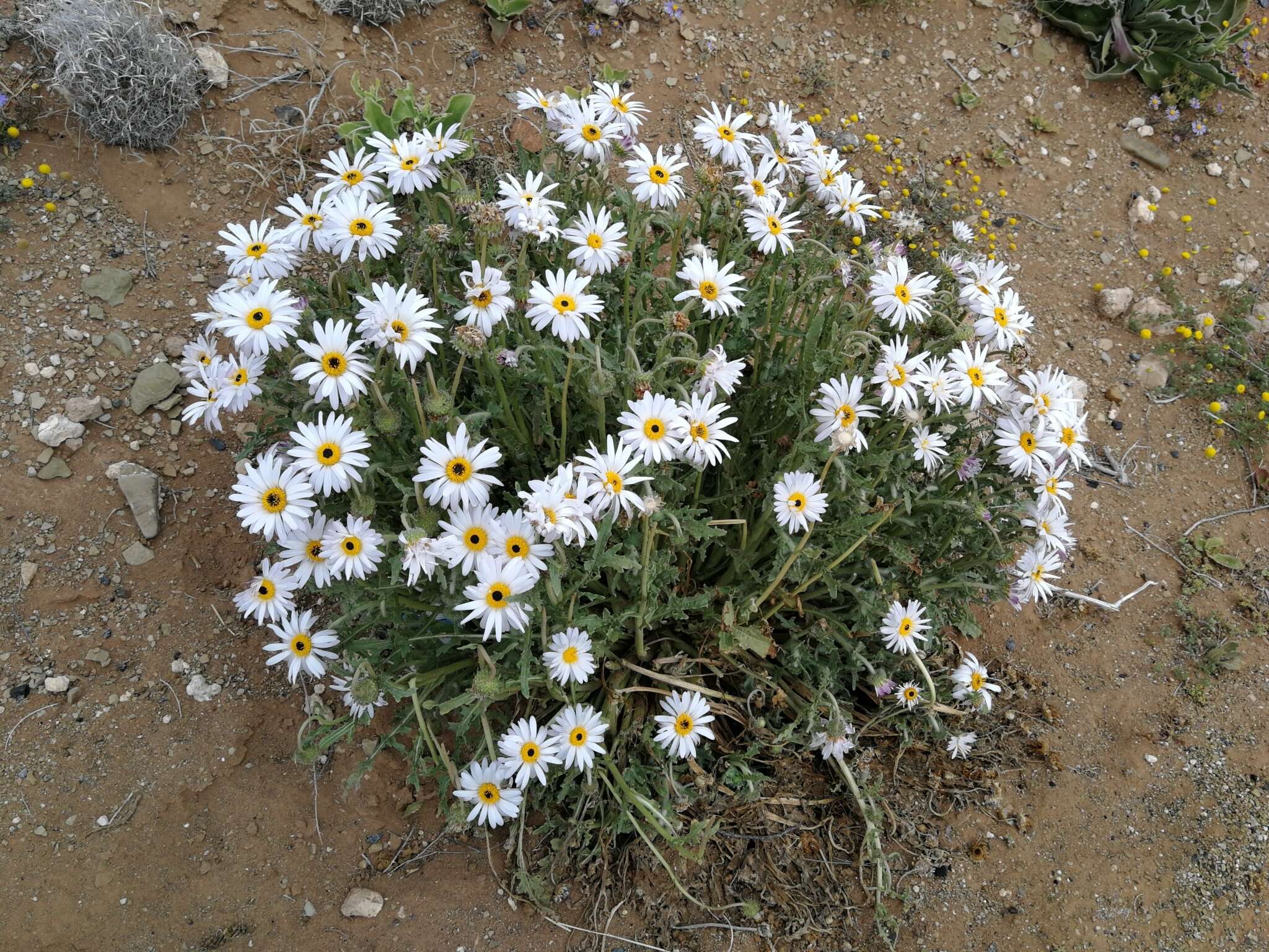 Слика од Arctotis leiocarpa Harv.