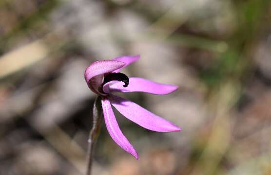 Image of Black-tongue caladenia