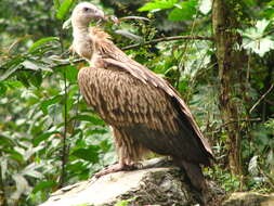 Imagem de Gyps himalayensis Hume 1869