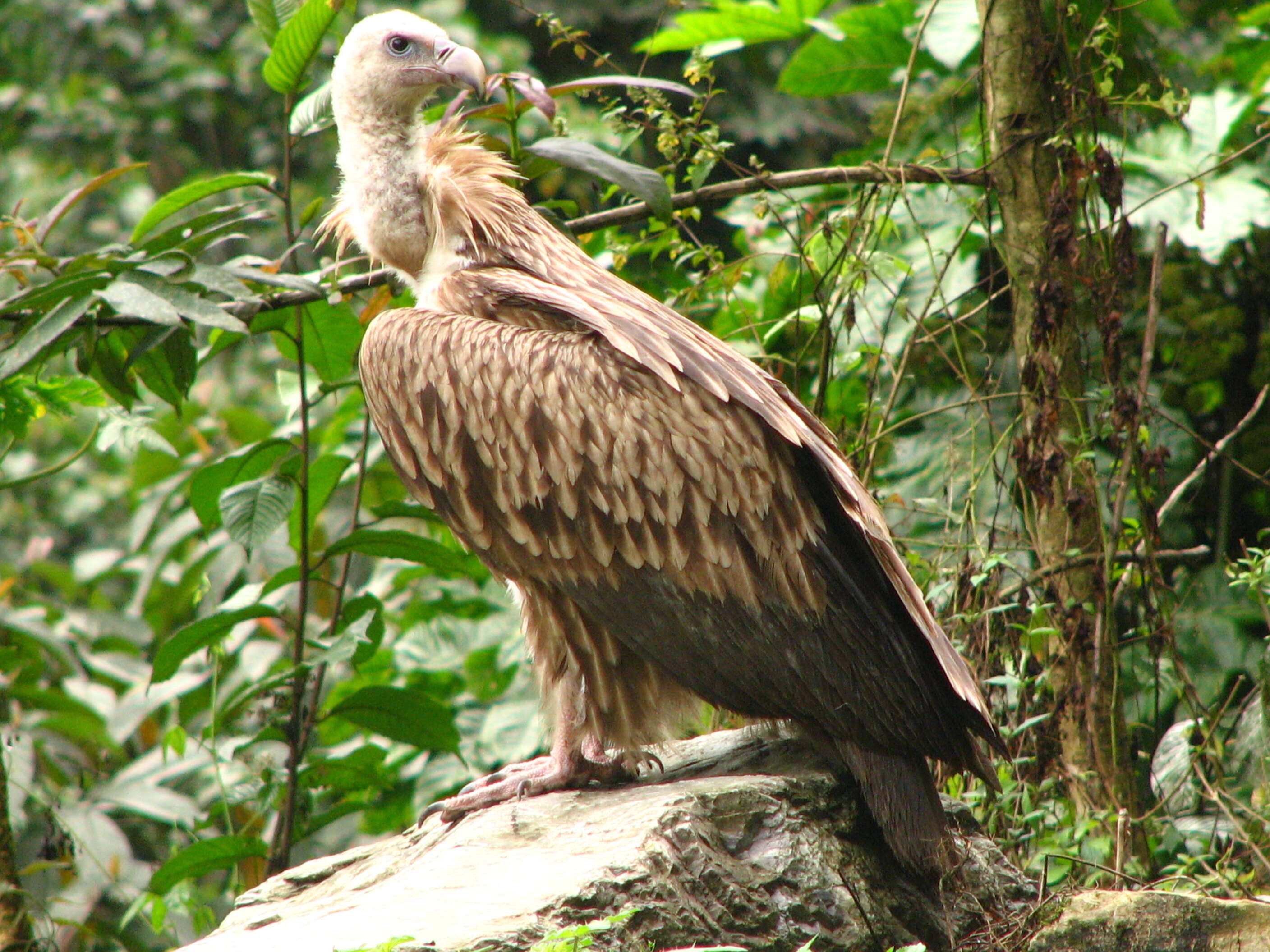 Слика од Gyps himalayensis Hume 1869