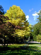 Image of katsura tree family