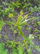 Image de Cyperus cyperinus (Retz.) Valck. Sur.