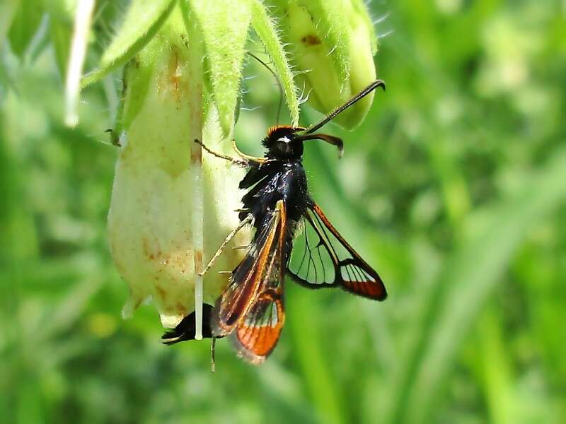 Image of Synanthedon formicaeformis Esper 1779