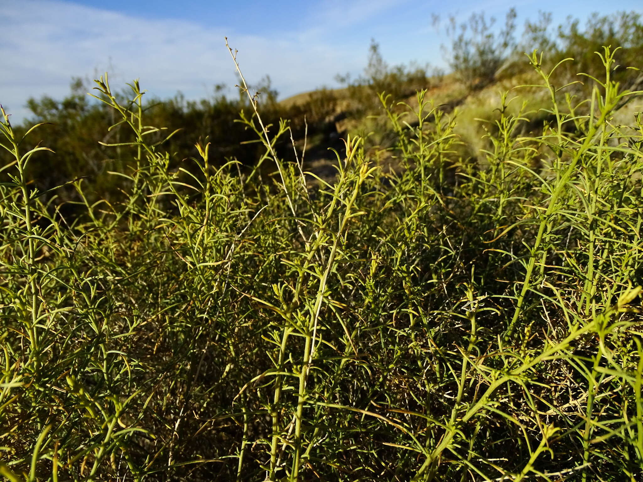 Image of burrobrush