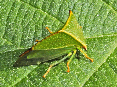 Image of Buffalo treehopper