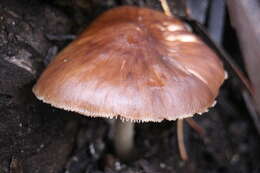 Image of Pluteus cervinus (Schaeff.) P. Kumm.