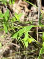 Imagem de Hypericum pseudomaculatum Bush