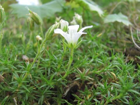 Image of Pseudocherleria inamoena (C. A. Mey.) Dillenb. & Kadereit