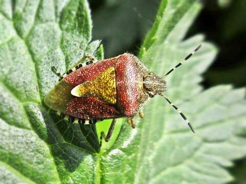 Image of sloe bug