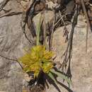 Image of Bupleurum nodiflorum Sm.