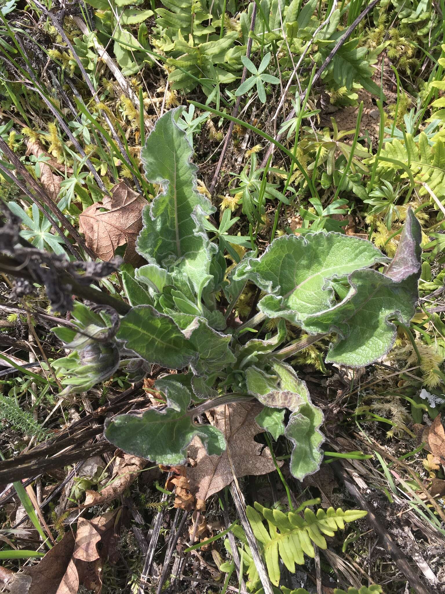 Image of deltoid balsamroot