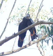 Calyptorhynchus lathami (Temminck 1807) resmi