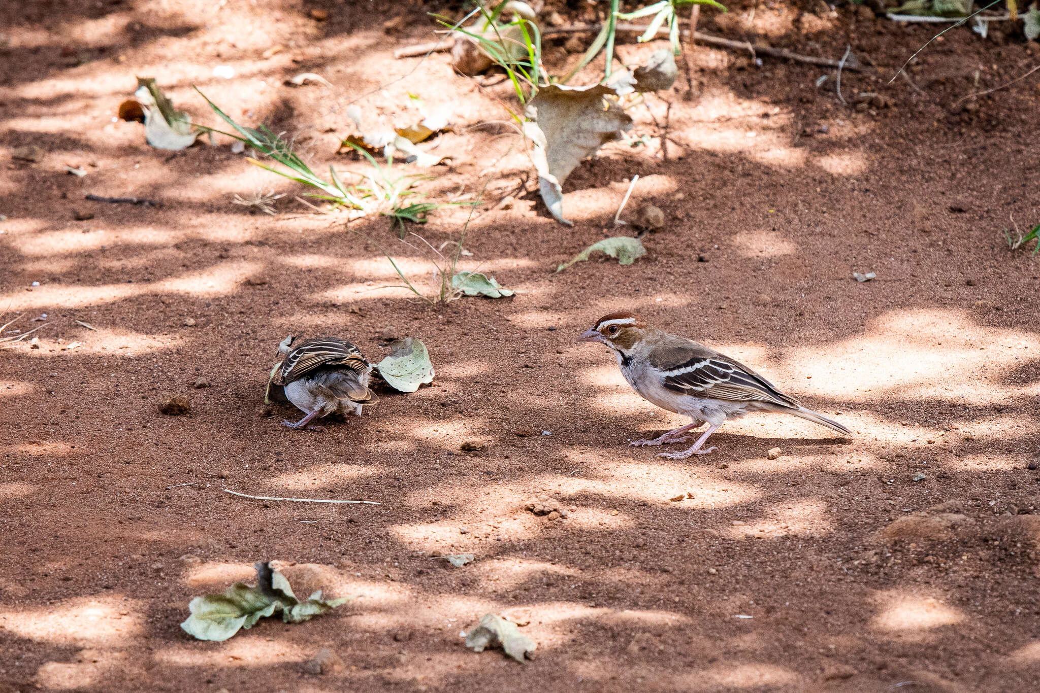 Image of Chestnut-crowned Sparrow-Weaver