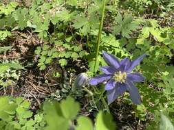 Imagem de Aquilegia coerulea var. daileyae Eastw.