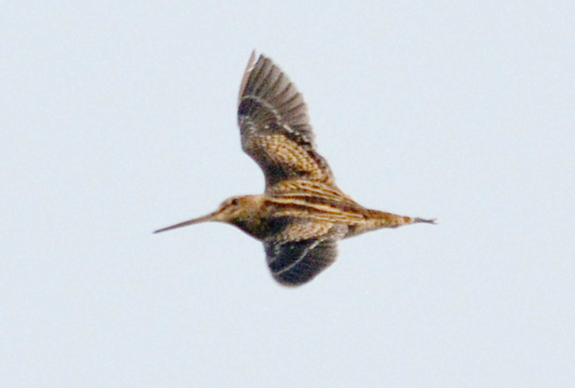 Image of Pin-tailed Snipe