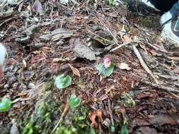 Image of Corybas taiwanensis T. P. Lin & S. Y. Leu