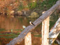 Image of Mangrove Swallow